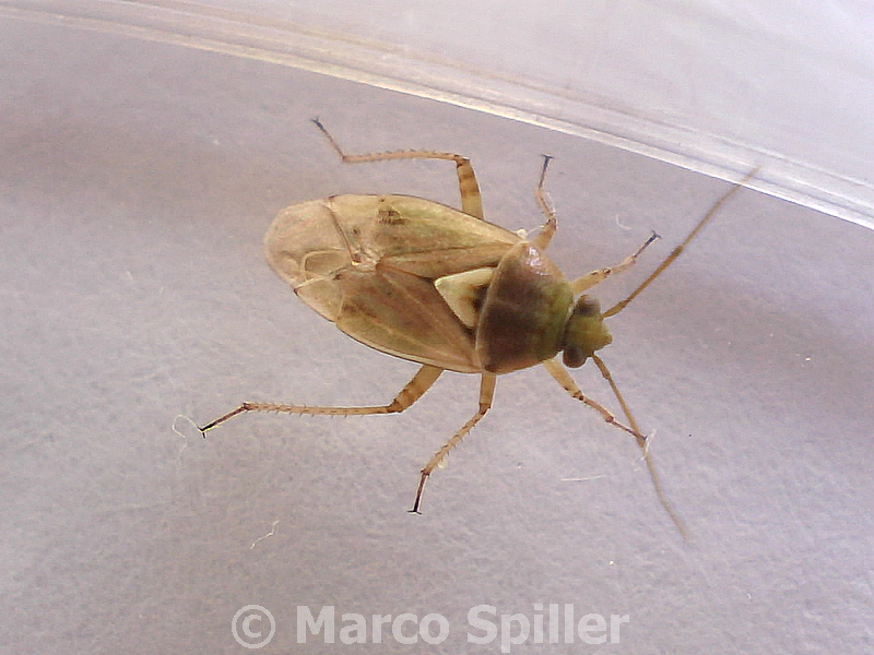 Miridae: Lygus pratensis ?